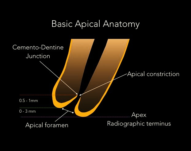 Apical foramen anatomy