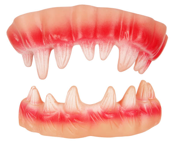 just for fun animal teeth in human denture